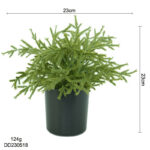 Arborvitae