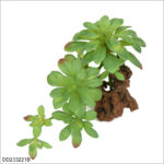 Green (without pot)
