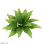 Small Light Green (18 leaves)