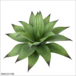 Small Green Black Tip (18 leaves)