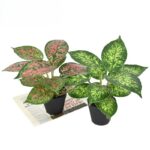 Faux Chinese Evergreen Plant 22cm, Realistic Artificial Aglaonema Potted Plant for Home Office Desk Decor
